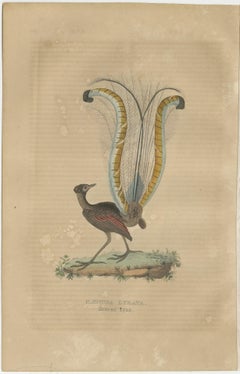 Original Hand-Colored Bird Print of the Superb Lyrebird of Australia (male)