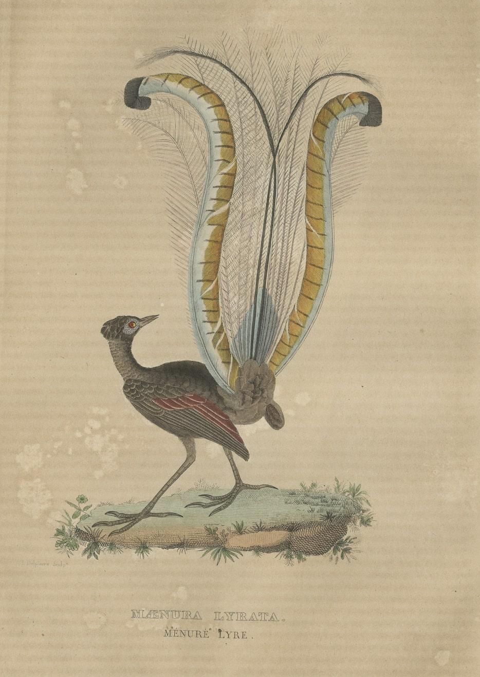 Papier Gravure originale colorée à la main du superbe oiseau lyre d'Australie (mâle) en vente