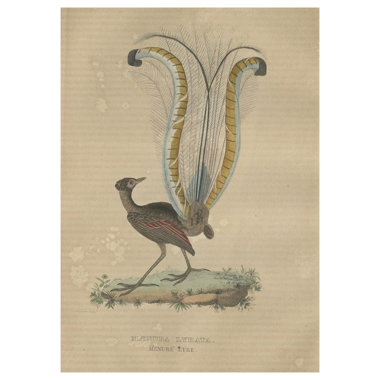 Original handkolorierter Vogeldruck des hervorragenden Leiervogelvogels aus Australien (Männer)