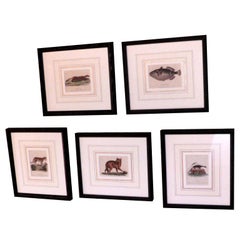Antique Original Hand Colored Copper Plate Etchings of Animals