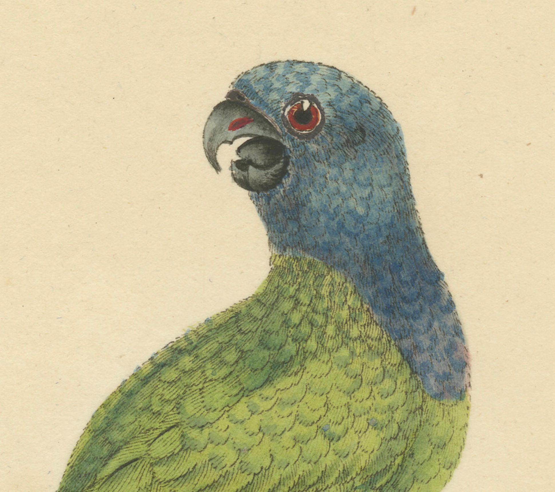Original handkoloriertes Kupferblech mit Kupferstich des blauen Papageien mit Perlen, 1794 im Zustand „Gut“ im Angebot in Langweer, NL