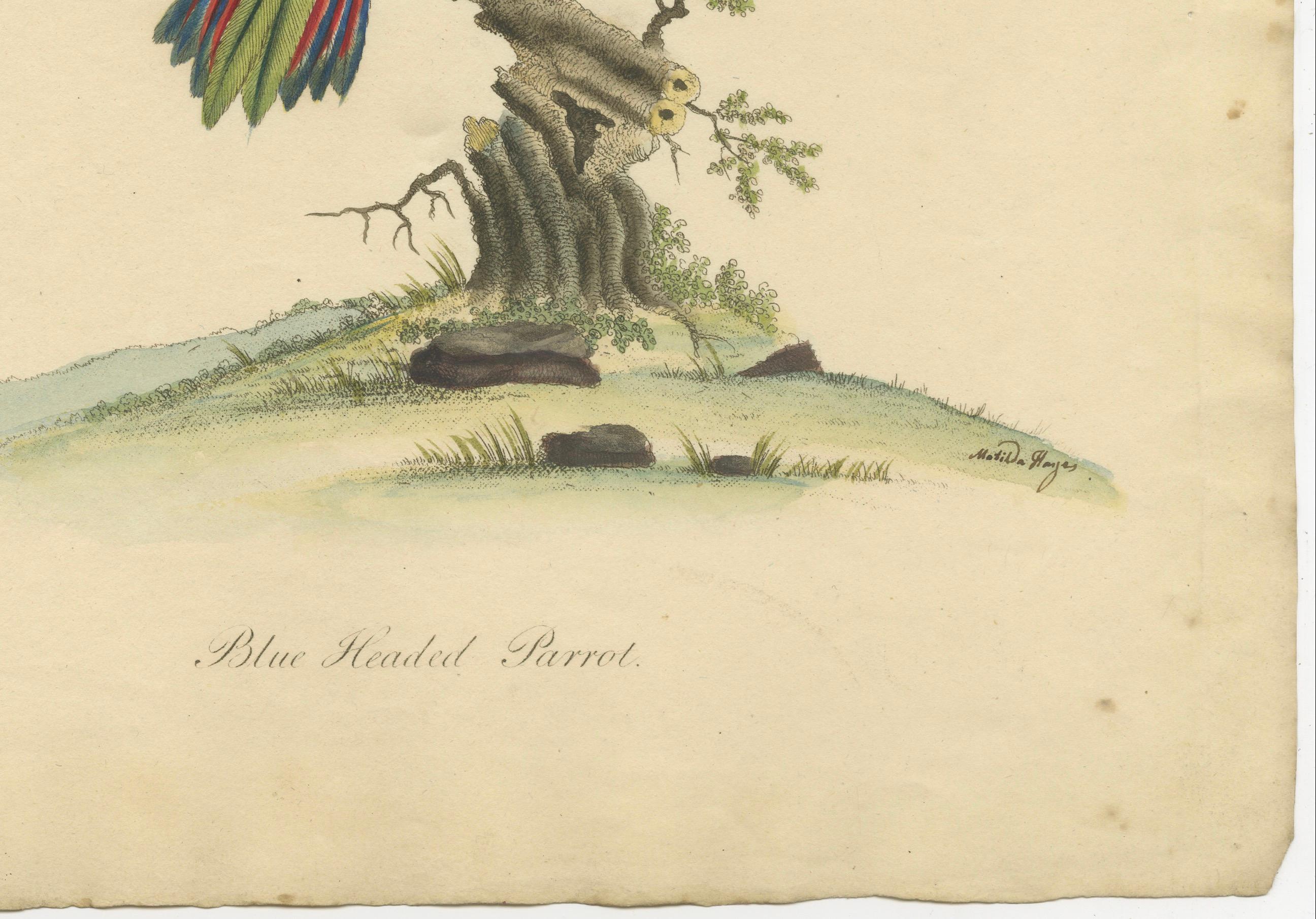 Late 18th Century Original Hand-Colored Copperplate Engraving of The Blue-Headed Parrot, 1794 For Sale