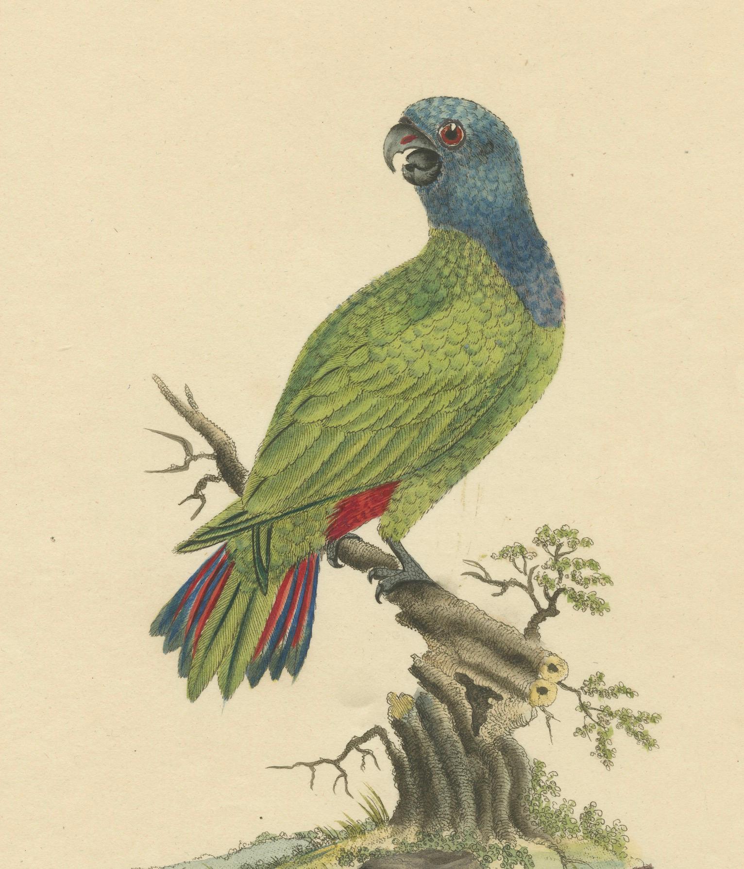 Original handkoloriertes Kupferblech mit Kupferstich des blauen Papageien mit Perlen, 1794 (Papier) im Angebot