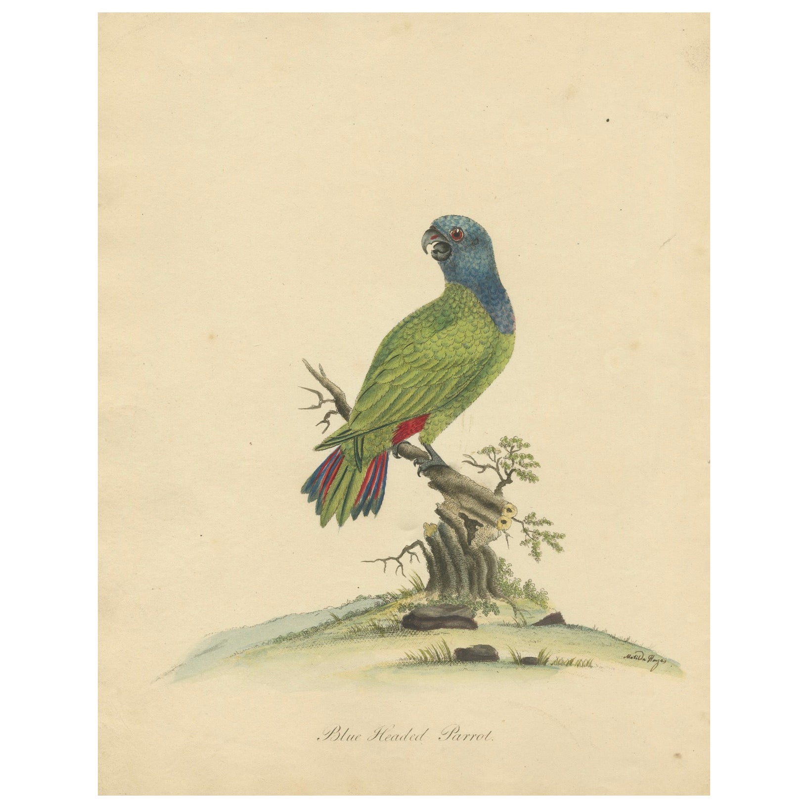 Incisione originale in rame colorata a mano del pappagallo dalla testa blu, 1794