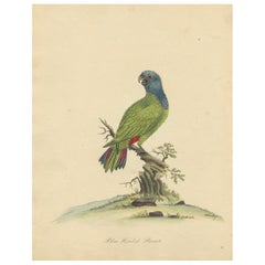 Incisione originale in rame colorata a mano del pappagallo dalla testa blu, 1794
