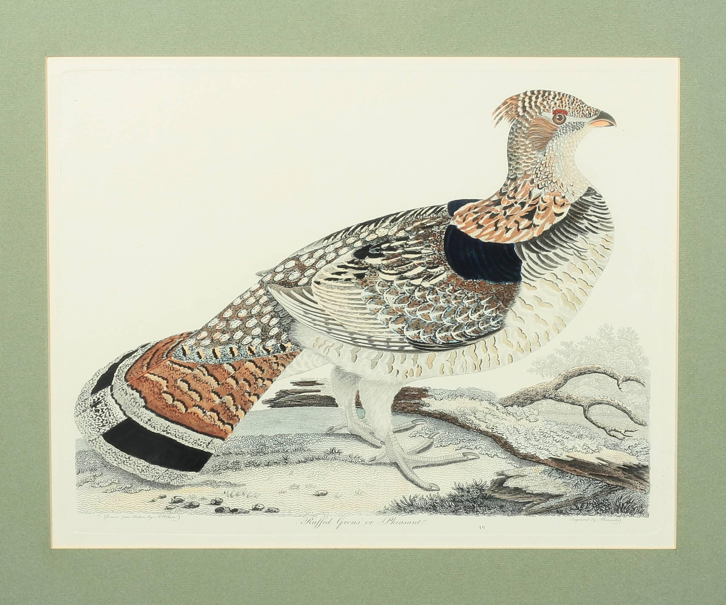 An original hand-colored engraving of a 'Ruffed Grouse or Pheasant' by artist Alexander Wilson (Warnicke printer). An American piece dated 1808, it is a first edition, plate number 49. The sight size measures 15 inches high by 11.5 inches wide and