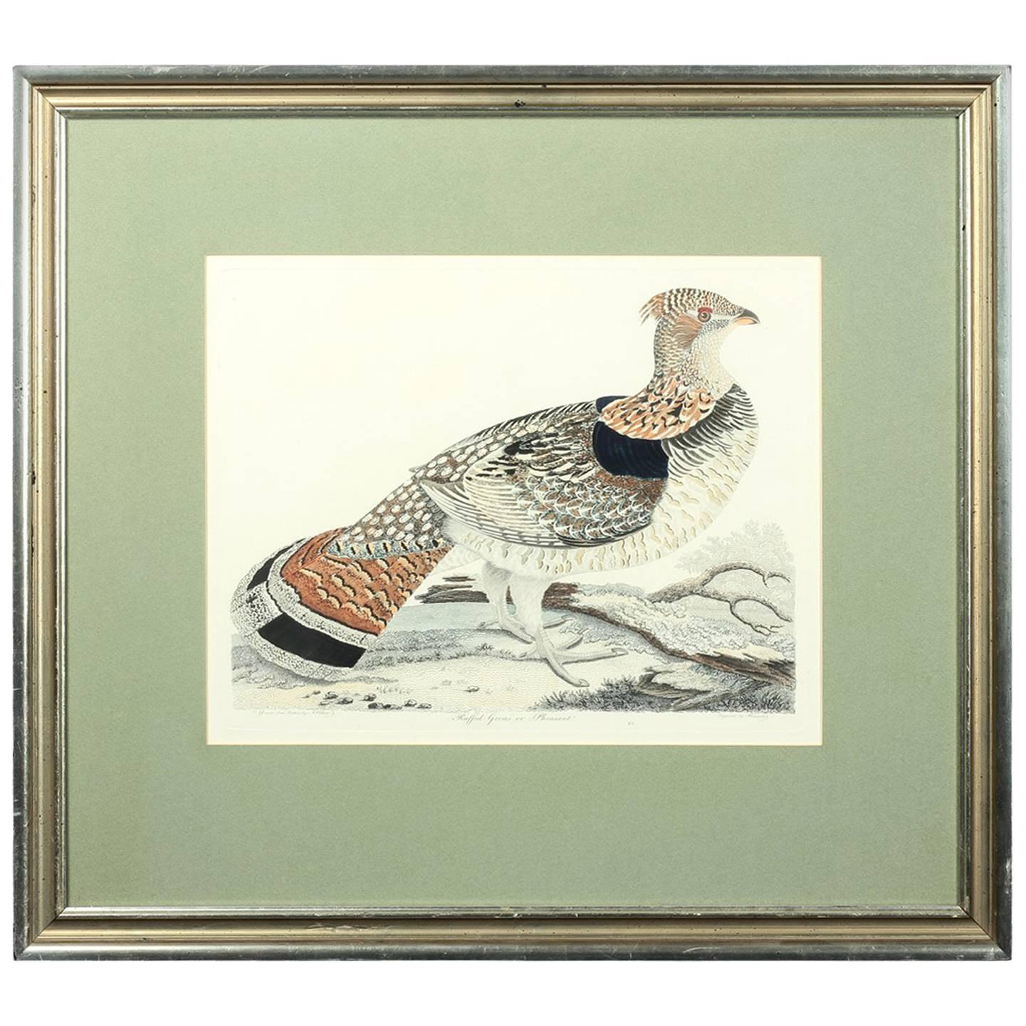 Original Hand-Colored Engraving of a 'Ruffed Grouse' by Alexander Wilson, 1808 For Sale