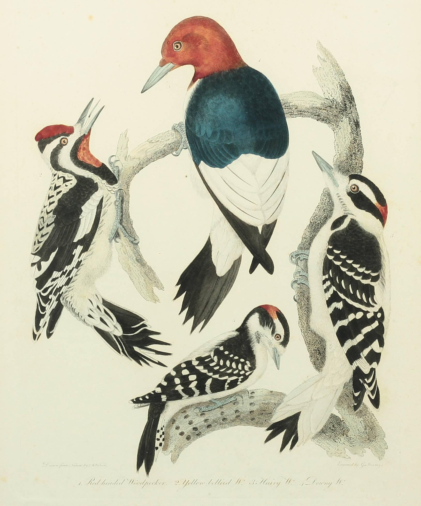 An original hand-colored engraving of 'Woodpeckers' by artist Alexander Wilson. An American piece dated 1829, it is a second edition. The sight size measures 14.5 inches high by 11 inches wide and the frame size measures 19.75 inches high by 16.75