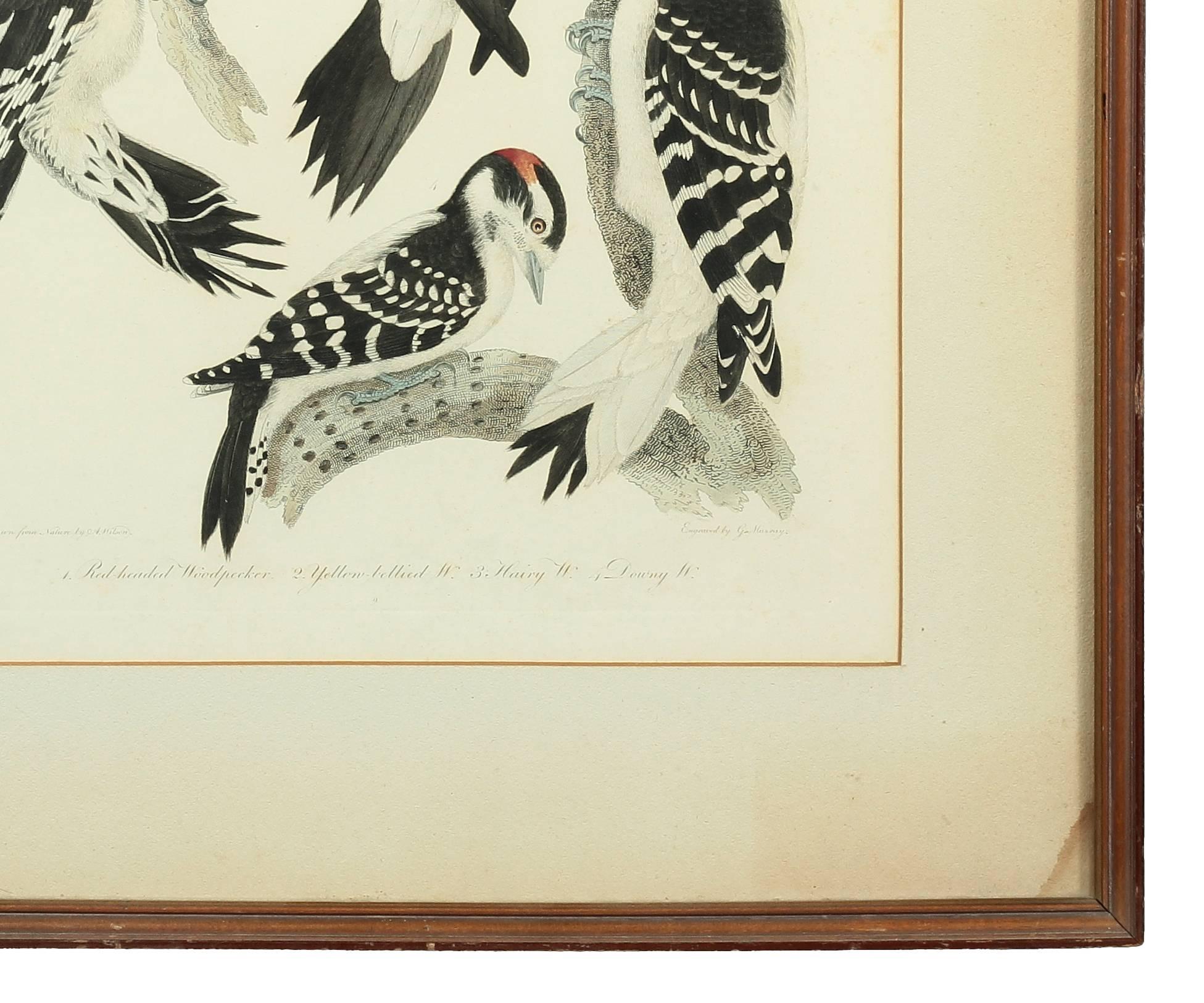 American Original Hand-Colored Engraving of 'Woodpeckers' by Artist Alexander Wilson For Sale