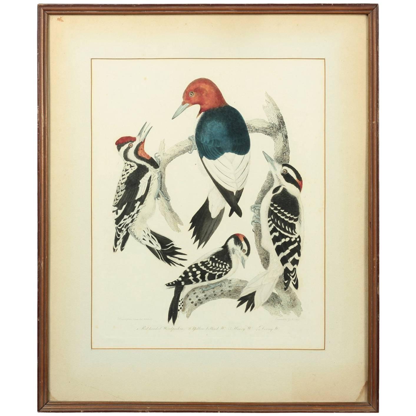 Original Hand-Colored Engraving of 'Woodpeckers' by Artist Alexander Wilson For Sale