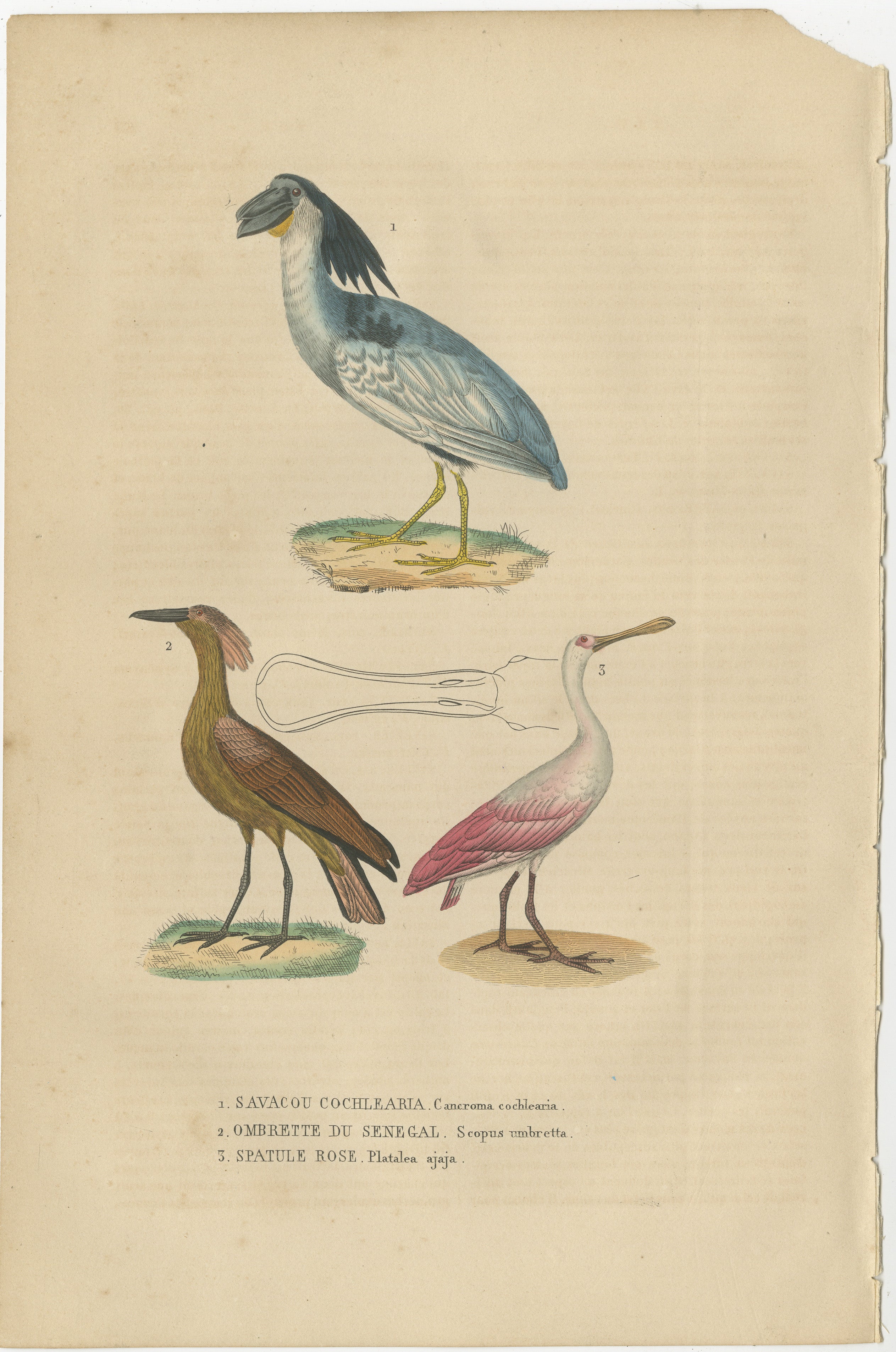 1. CANCROMA COCHLEARIA – SAVACOU COCHLEARIA, 2. SCOPUS UMBRETTA – OMBRETTO DU SENEGAL, 3. PLATALEA AJAJA – SPATULE ROSE.

The antique print showcases three vividly depicted bird species: the Canchroma Cochlearia and Savacou Cochlearia (likely