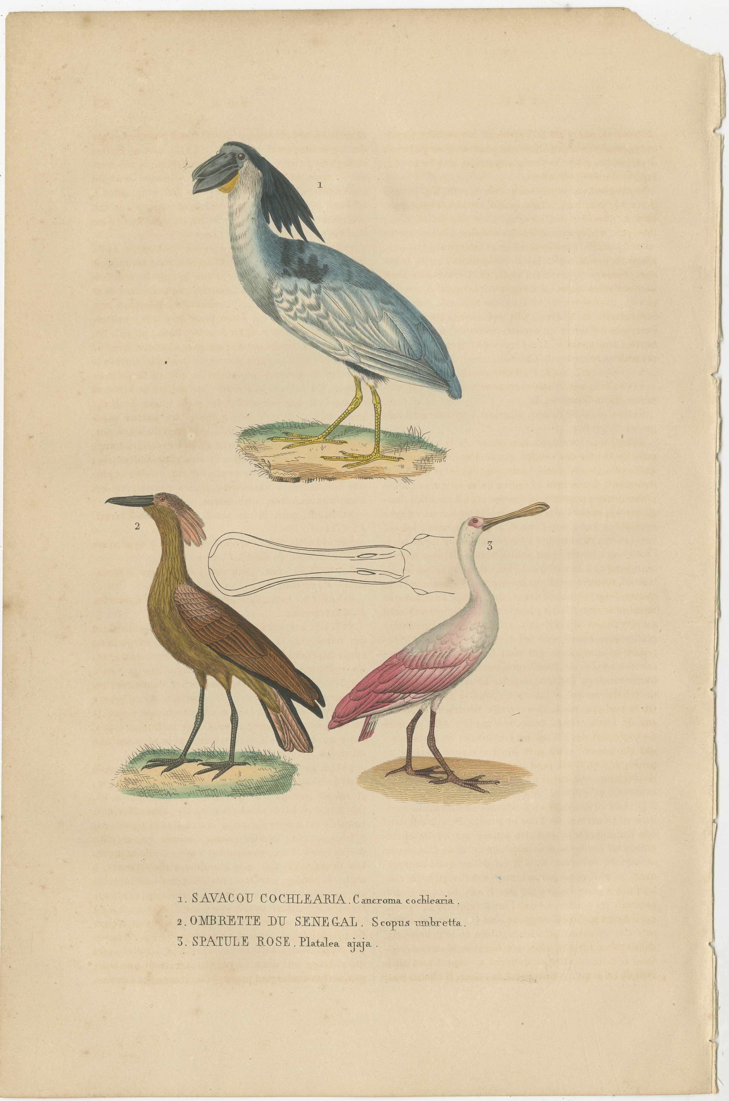 1. CANCROMA COCHLEARIA - SAVACOU COCHLEARIA, 2. SCOPUS UMBRETTA - OMBRETTO DU SENEGAL, 3. PLATALEA AJAJA - SPATULE ROSE.

Der antike Druck zeigt drei lebhaft dargestellte Vogelarten: die Canchroma Cochlearia und Savacou Cochlearia (die