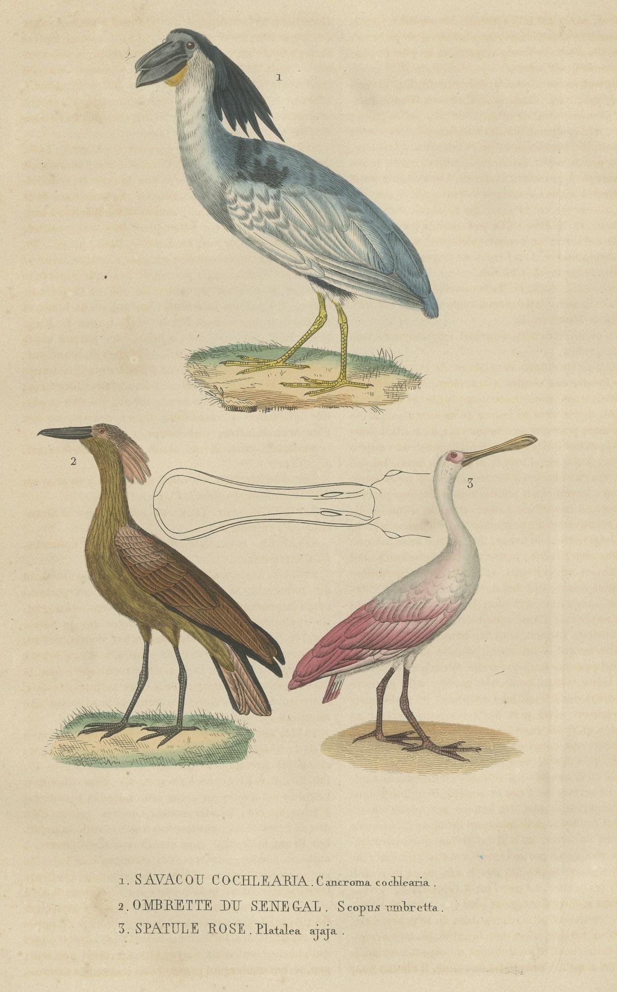 Original handkolorierter Druck eines Bootsbills, eines Hammerkopfes und eines rosa Löffelbills Vogels im Zustand „Gut“ im Angebot in Langweer, NL