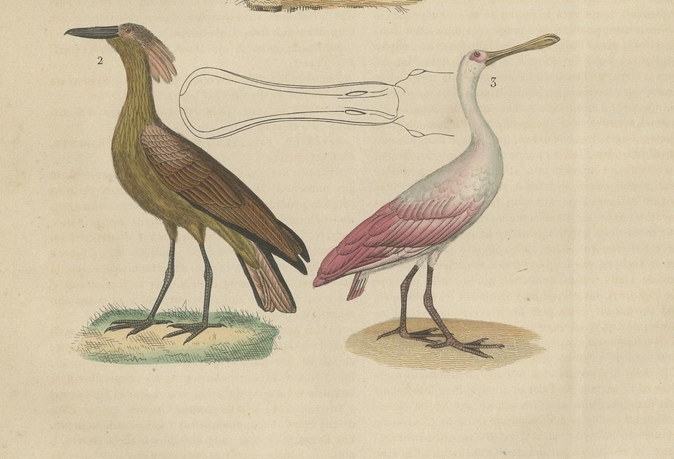 Original handkolorierter Druck eines Bootsbills, eines Hammerkopfes und eines rosa Löffelbills Vogels (Mittleres 19. Jahrhundert) im Angebot