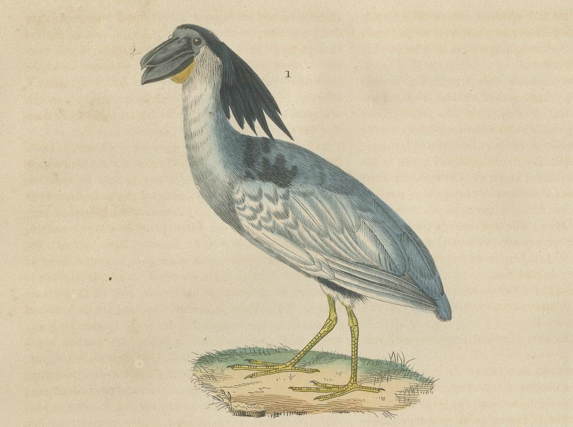 Original handkolorierter Druck eines Bootsbills, eines Hammerkopfes und eines rosa Löffelbills Vogels (Papier) im Angebot