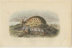 Original Hand-Colored Print of Cypraea Tigris, Also Known as Tiger Cowrie, 1854