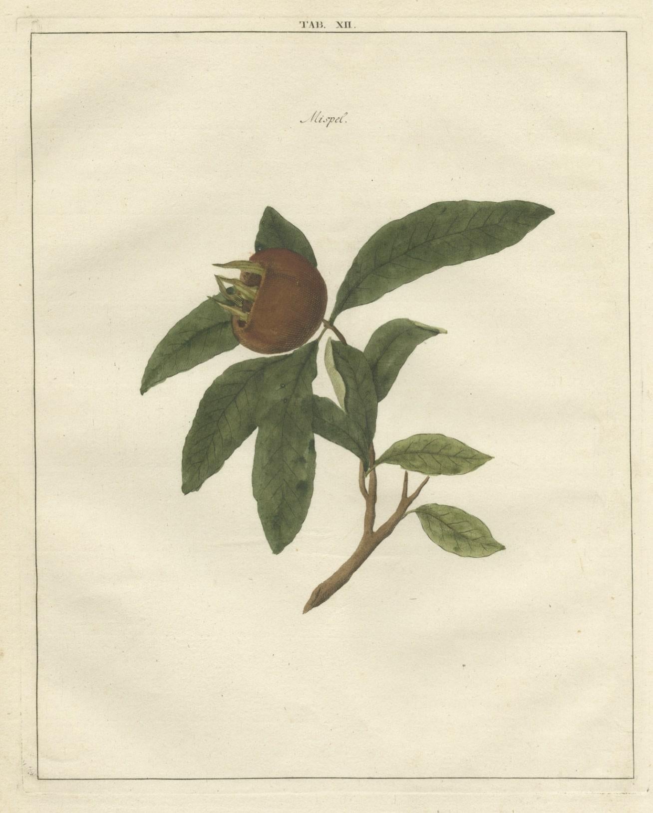 Antique print of the medlar. Originates from 'Pomologia' by J. H. Knoop.

Artists and Engravers: Published by Johann Hermann Knoop (c.1700-1769).