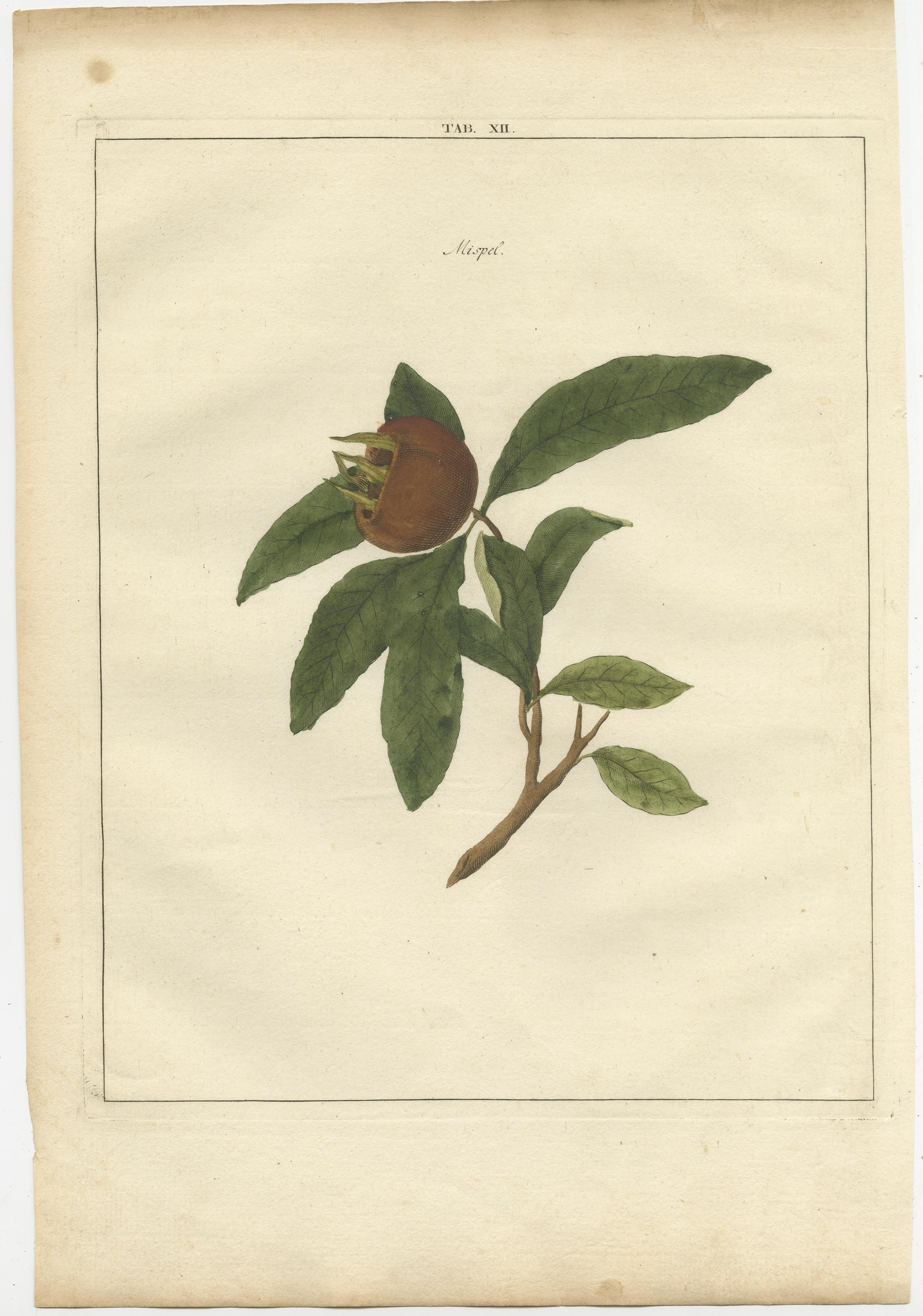 Original Handcolored Antique Engraving of the Medlar, 1758 In Good Condition For Sale In Langweer, NL