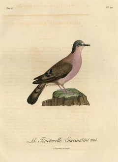 Original Handcolored Bird Print of a Male Turtle Dove, 1801