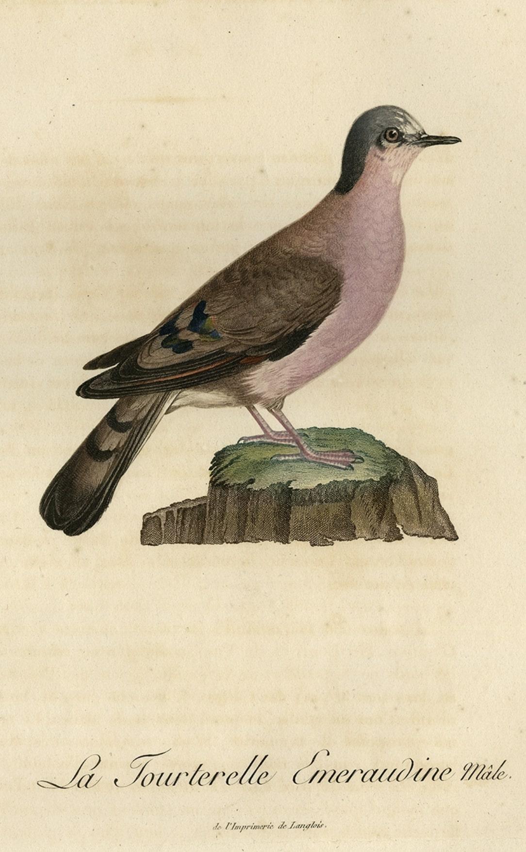 Original Handcolored Bird Print of a Male Turtle Dove, 1801 In Good Condition For Sale In Langweer, NL