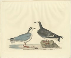 Original Handcolored Engraving of The Little Gull by Selby, 1826