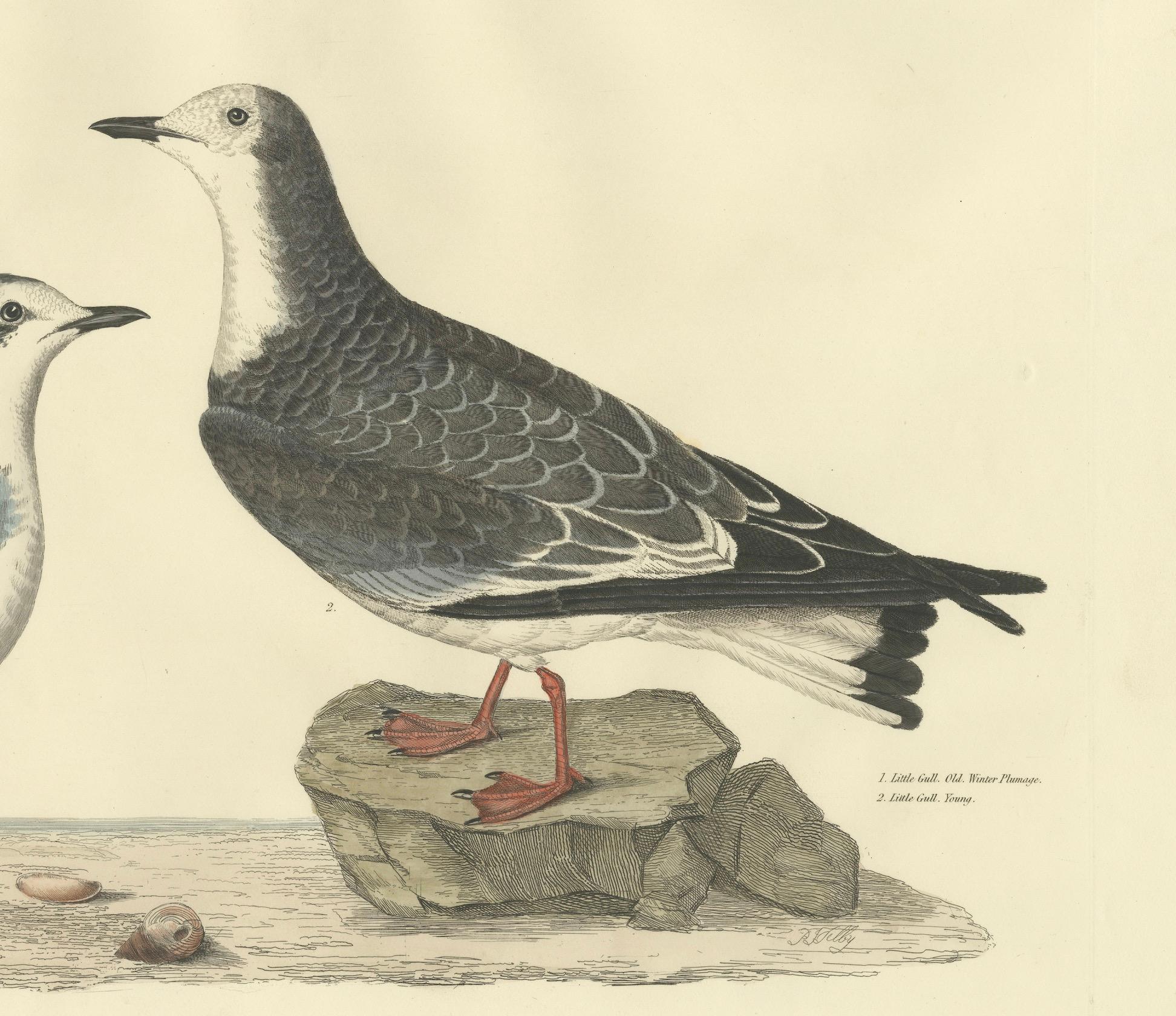 Original Handcolored Engraving of The Little Gull by Selby, 1826 In Good Condition For Sale In Langweer, NL