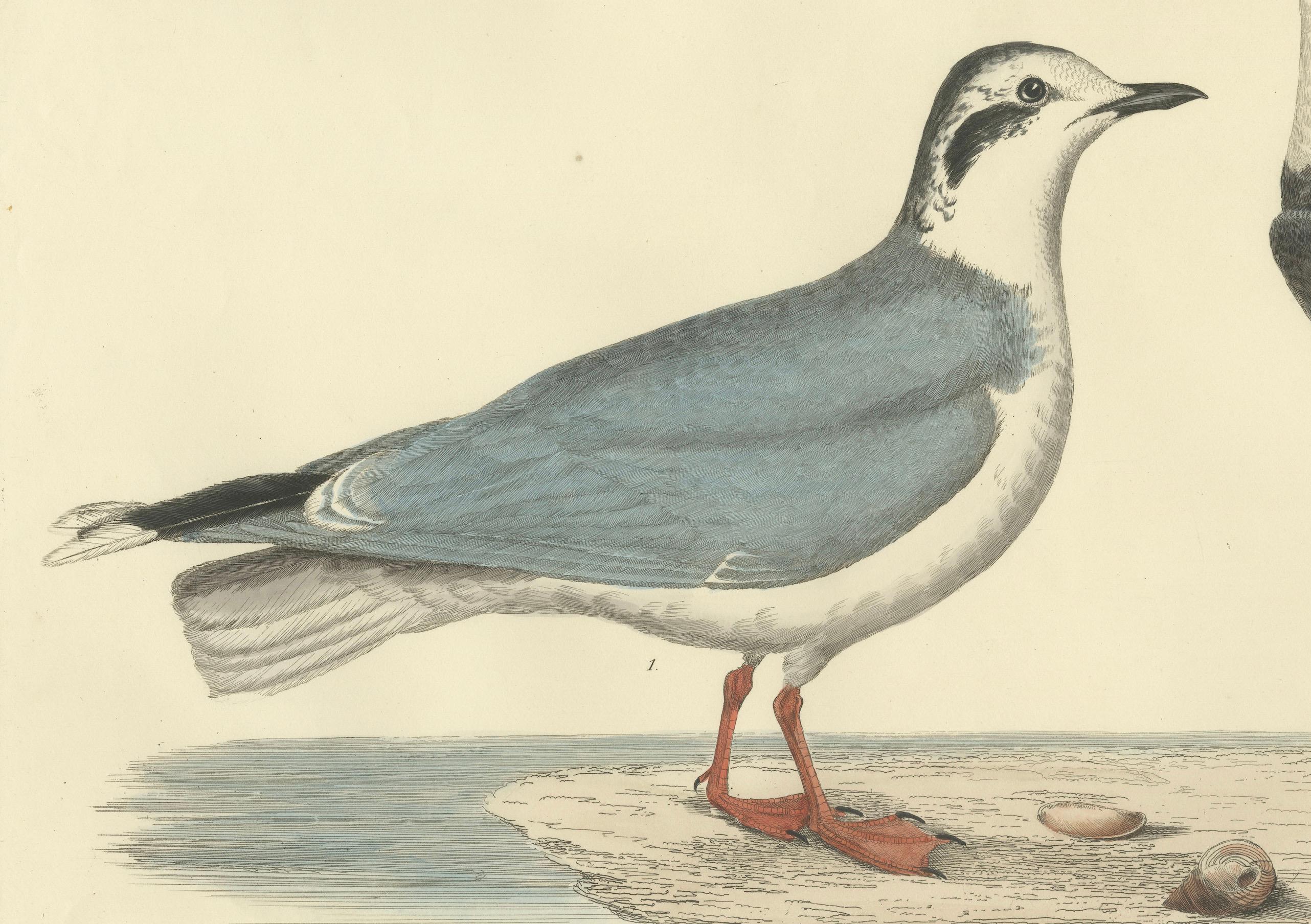Early 19th Century Original Handcolored Engraving of The Little Gull by Selby, 1826 For Sale