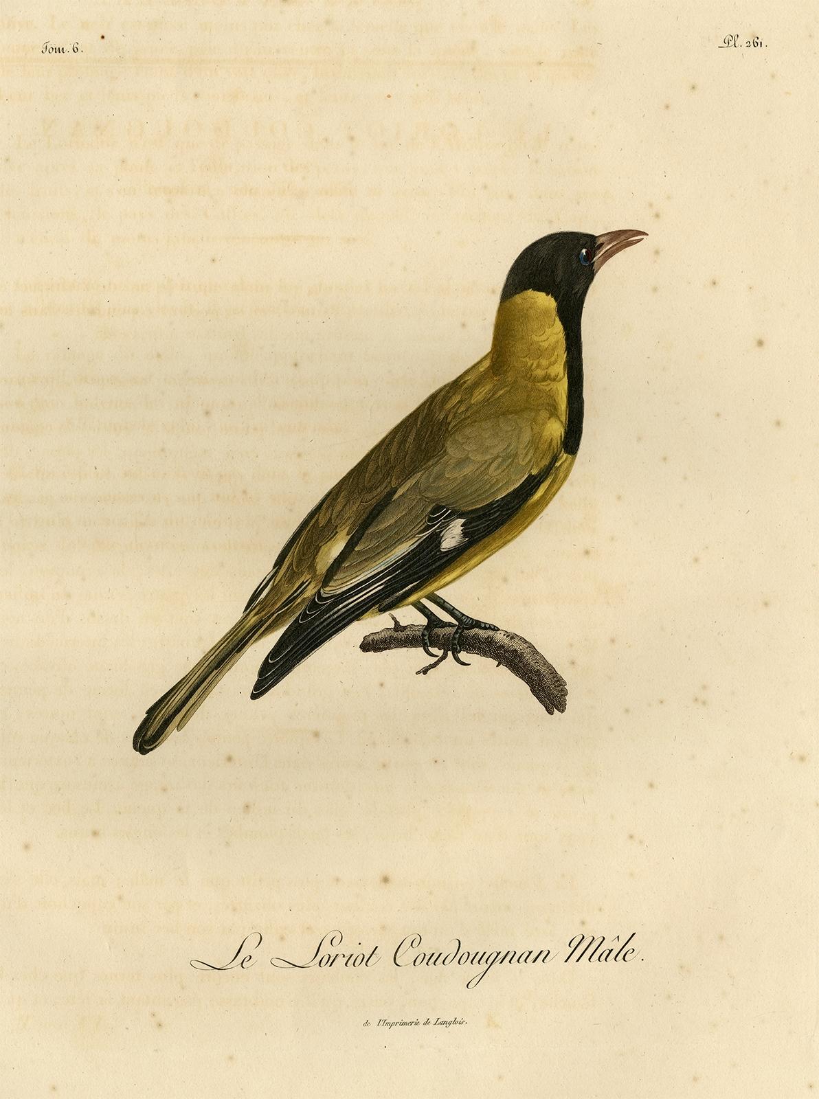 Antique print, titled: 'Le Loriot Coudougnan Male' 

This print shows a male oriole. From a folio ed. of: 'Histoire naturelle d'une partie d'oiseaux nouveaux et rares de l'Amerique et des Indes : ouvrage destine par l'auteur a faire partie de son