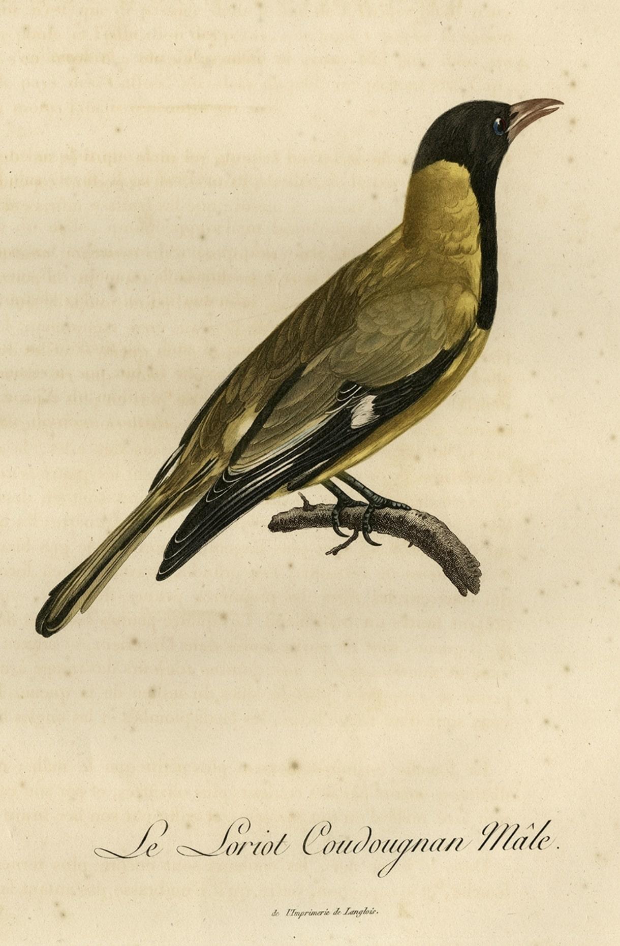 Original Handcolored Print of a Male Oriole, 1802 In Good Condition For Sale In Langweer, NL