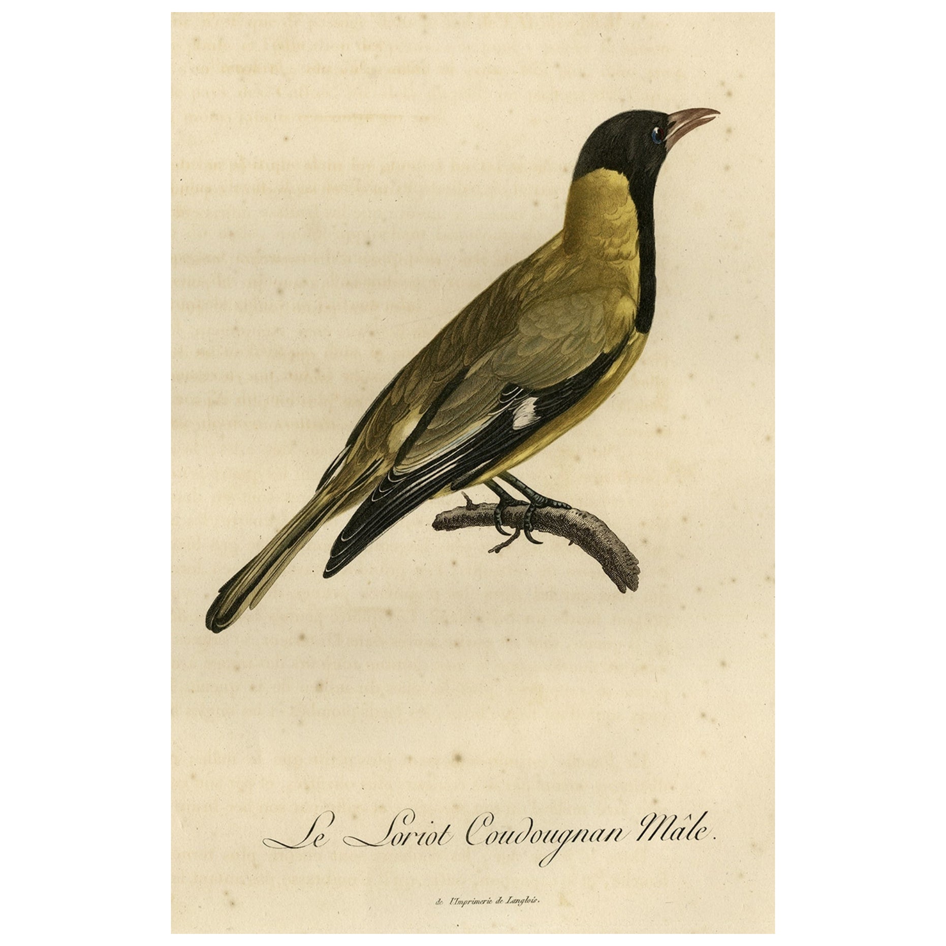 Original Handcolored Print of a Male Oriole, 1802