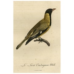 Original Handcolored Print of a Male Oriole, 1802