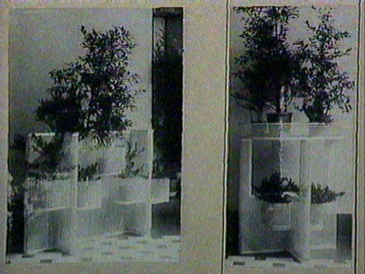 Laccato Portafiori originale Josef Hoffmann & Wiener Werkstatte Vienna Secessonista in vendita