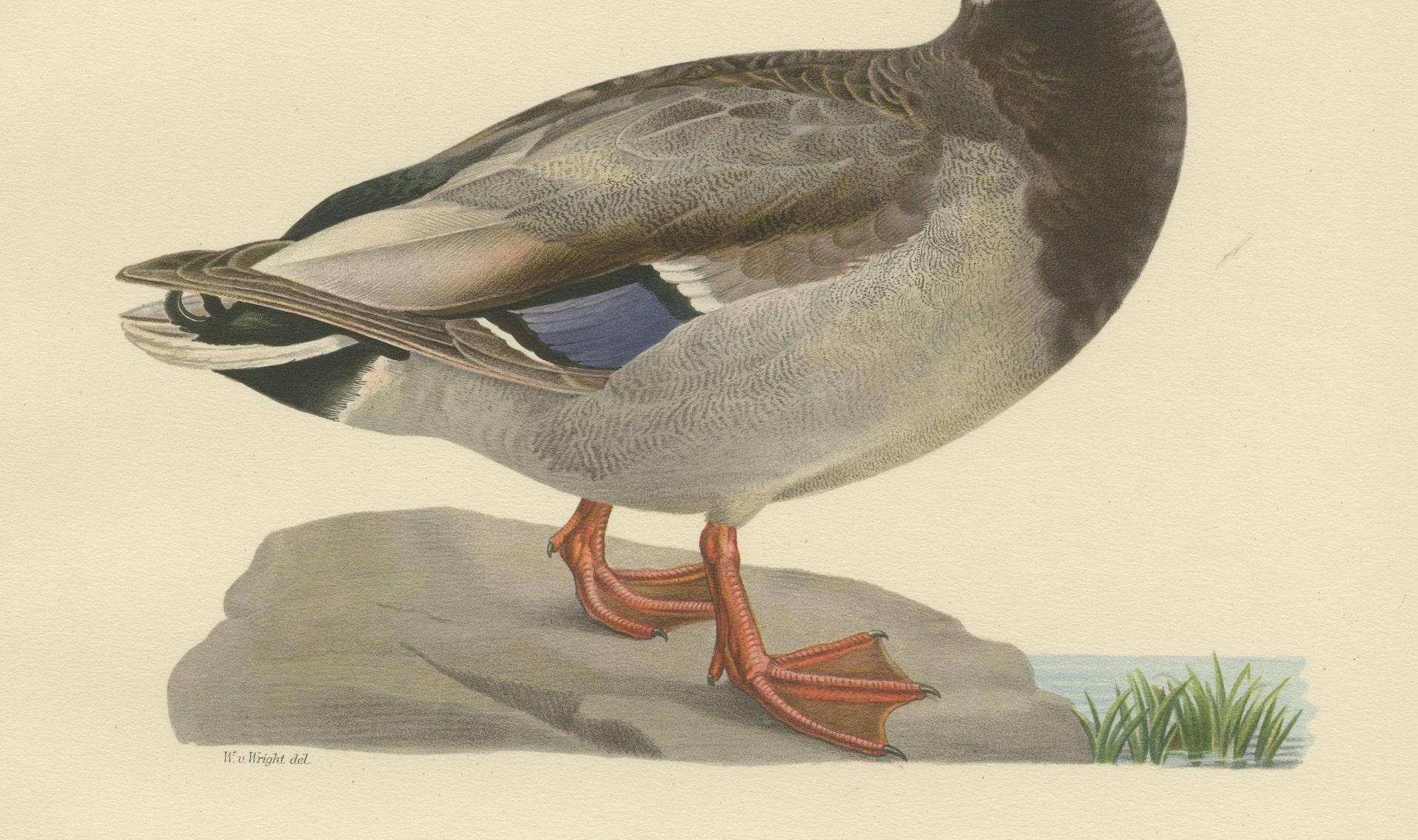 Original Litho of The Mallard (Anas Platyrhynchos) in Naturalistic Detail, 1929 In Good Condition For Sale In Langweer, NL