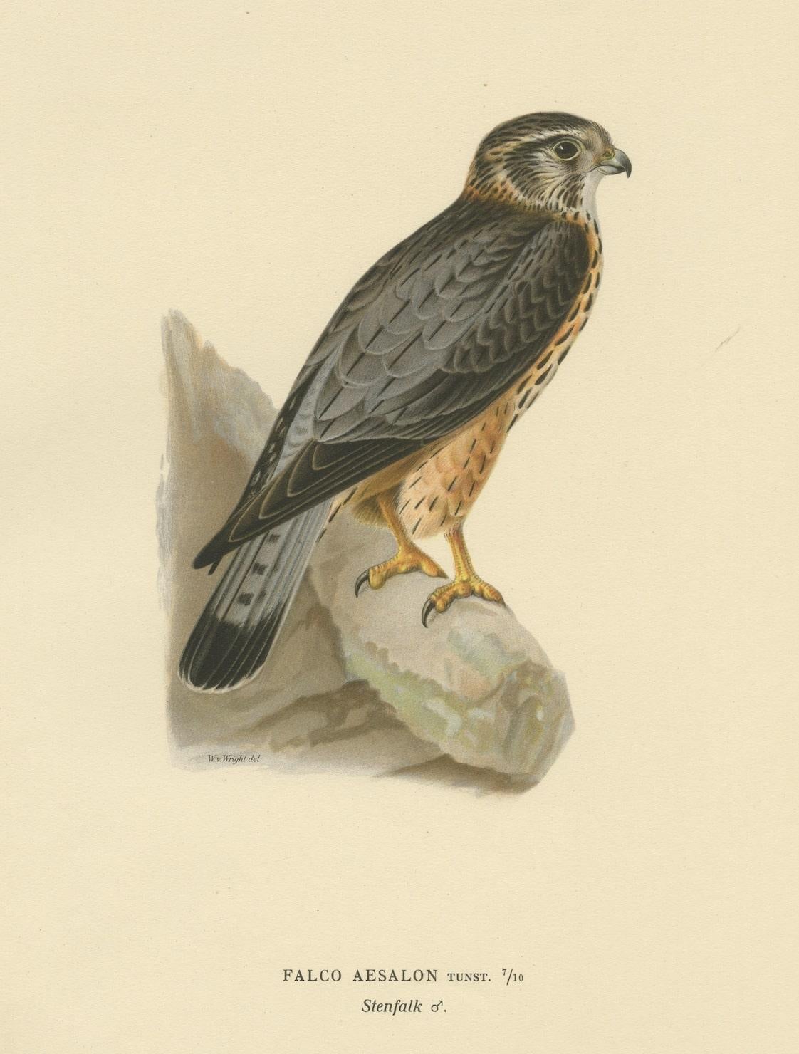 Original Lithographie eines geflügelten Predatoren: Der Merlin (Falco Aesalon), 1927 im Zustand „Gut“ im Angebot in Langweer, NL