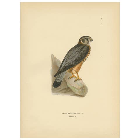 Original Lithograph of a Perched Predator: The Merlin (Falco Aesalon), 1927