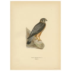 Litografia originale di un predatore appollaiato: Il Merlino (Falco Aesalon), 1927