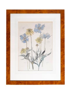 Studio botanico originale di scuola inglese della metà del XX secolo, matita e acquerello