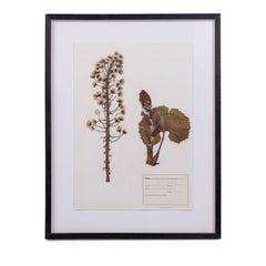 Original Mid-20th Century Herbaria