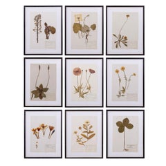 Original Mid-20th Century Herbaria
