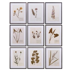 Original Mid-20th Century Herbaria