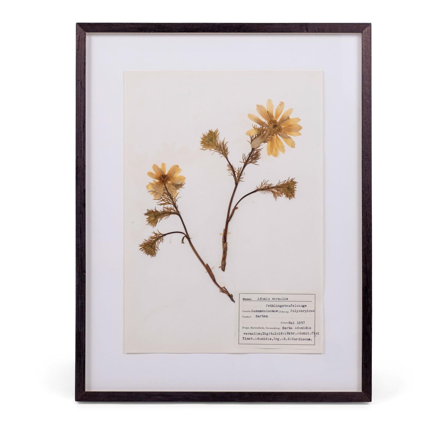 Original German midcentury Herbaria. Each float mounted herbarium measures: 13.75 inches x 9.5 inches unframed. Framed in custom black waxed museum basswood. All materials acid-free archival quality except glass. Framed herbariums are sold