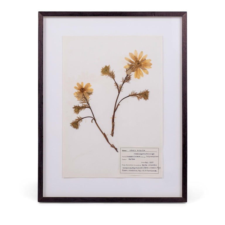Original German Midcentury Herbaria For Sale at 1stDibs