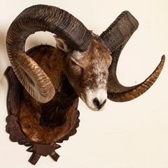 Original Mouflon Sheep Trophy Mount