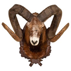 Vintage Original Mouflon Sheep Trophy Mount