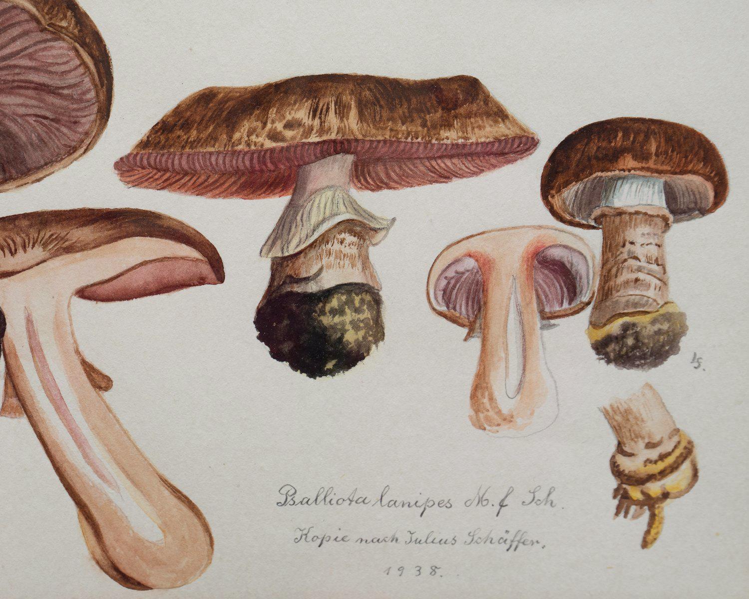 German Original Mycology Watercolor Depicting a Princess Mushroom by Julius Schäffer