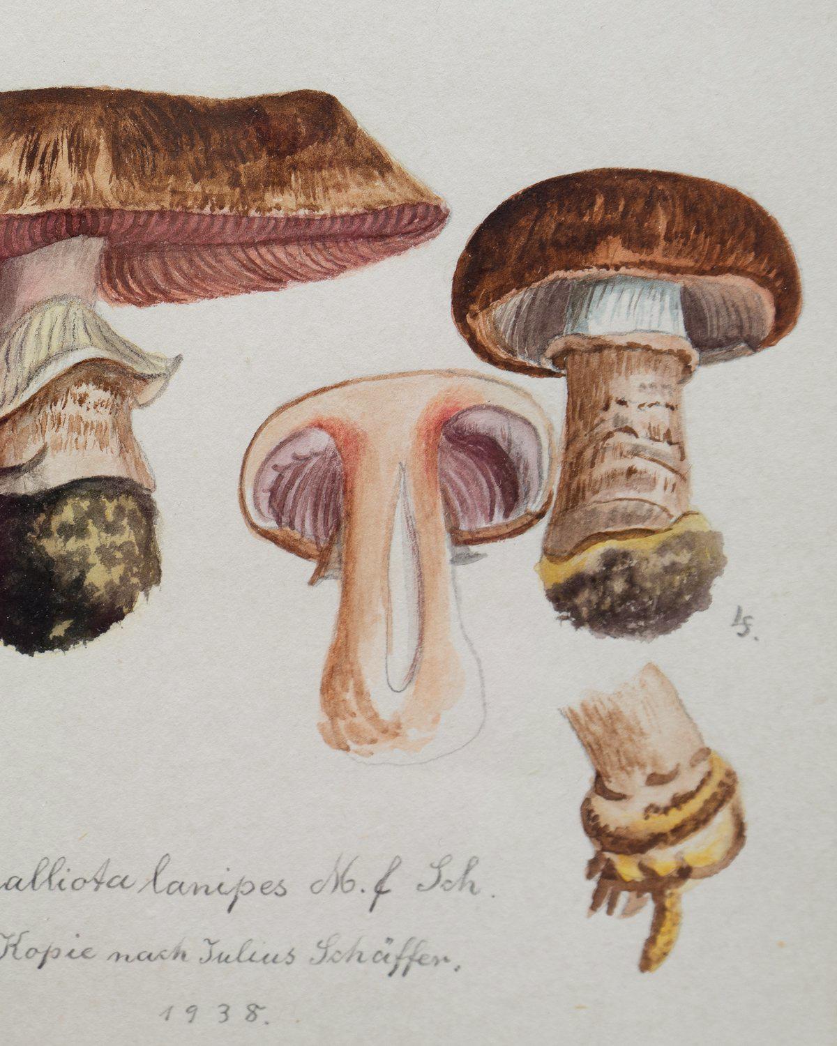 Original Mycology Watercolor Depicting a Princess Mushroom by Julius Schäffer In Good Condition In Bristol, GB