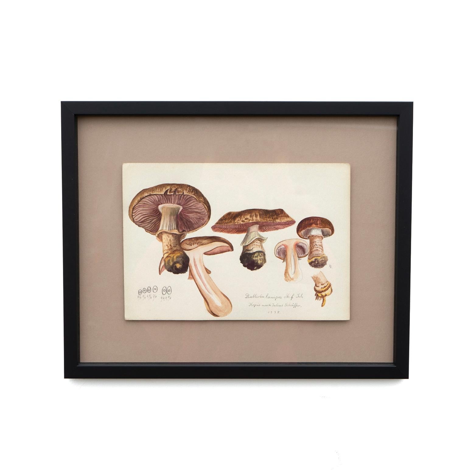 VINTAGE ORIGINAL WATERCOLOUR ON PAPER DEPICTION OF A PRINCESS MUSHROOM, (PSALLIOTA LANIPES OR AGARICUS LANIPES)
Schäffer 1882-1944 was a German mycologist, his contributions include studies on the Agaricales (gilled mushrooms). Later, he revised the