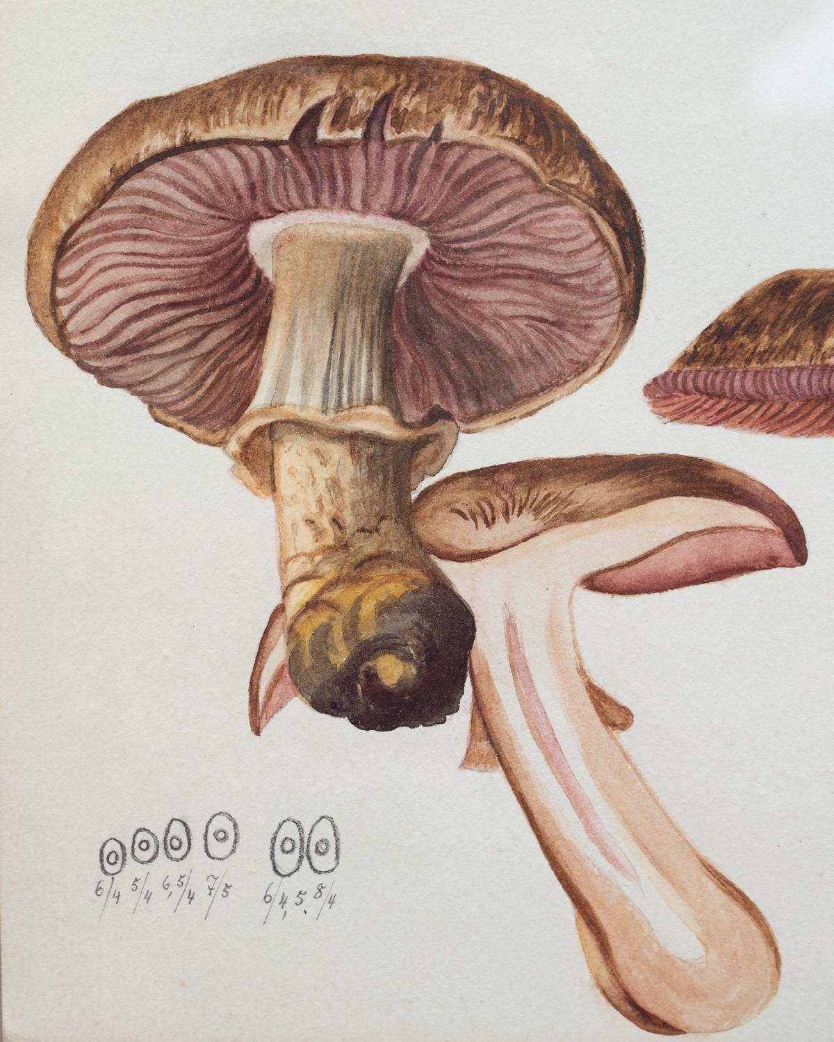 partridge mushroom princess