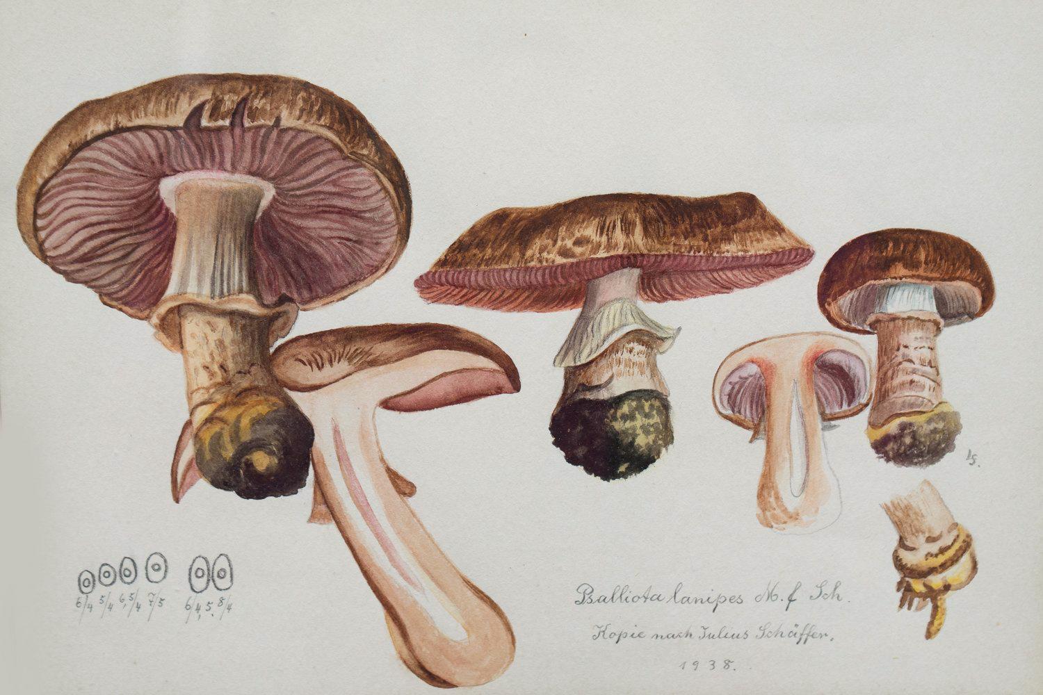 princess partridge mushroom