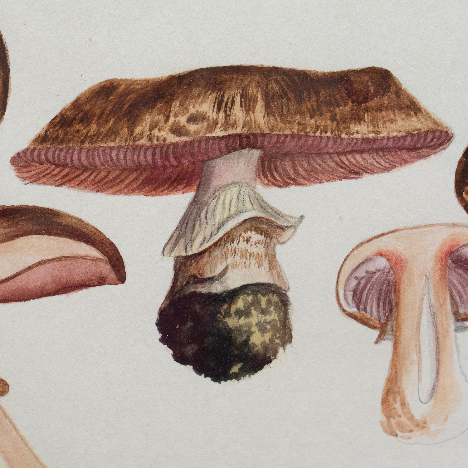 mushroom partridge princess